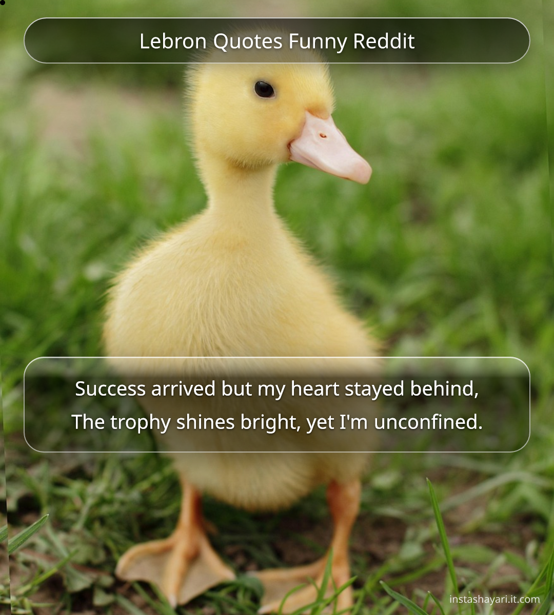 Lebron Quotes Funny Reddit