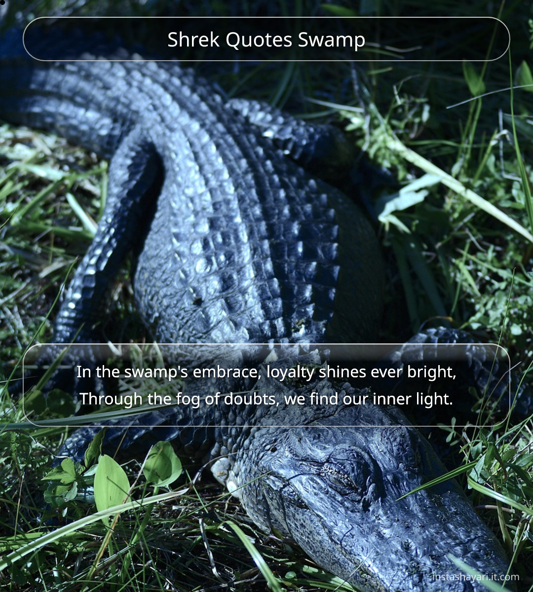 Shrek Quotes Swamp