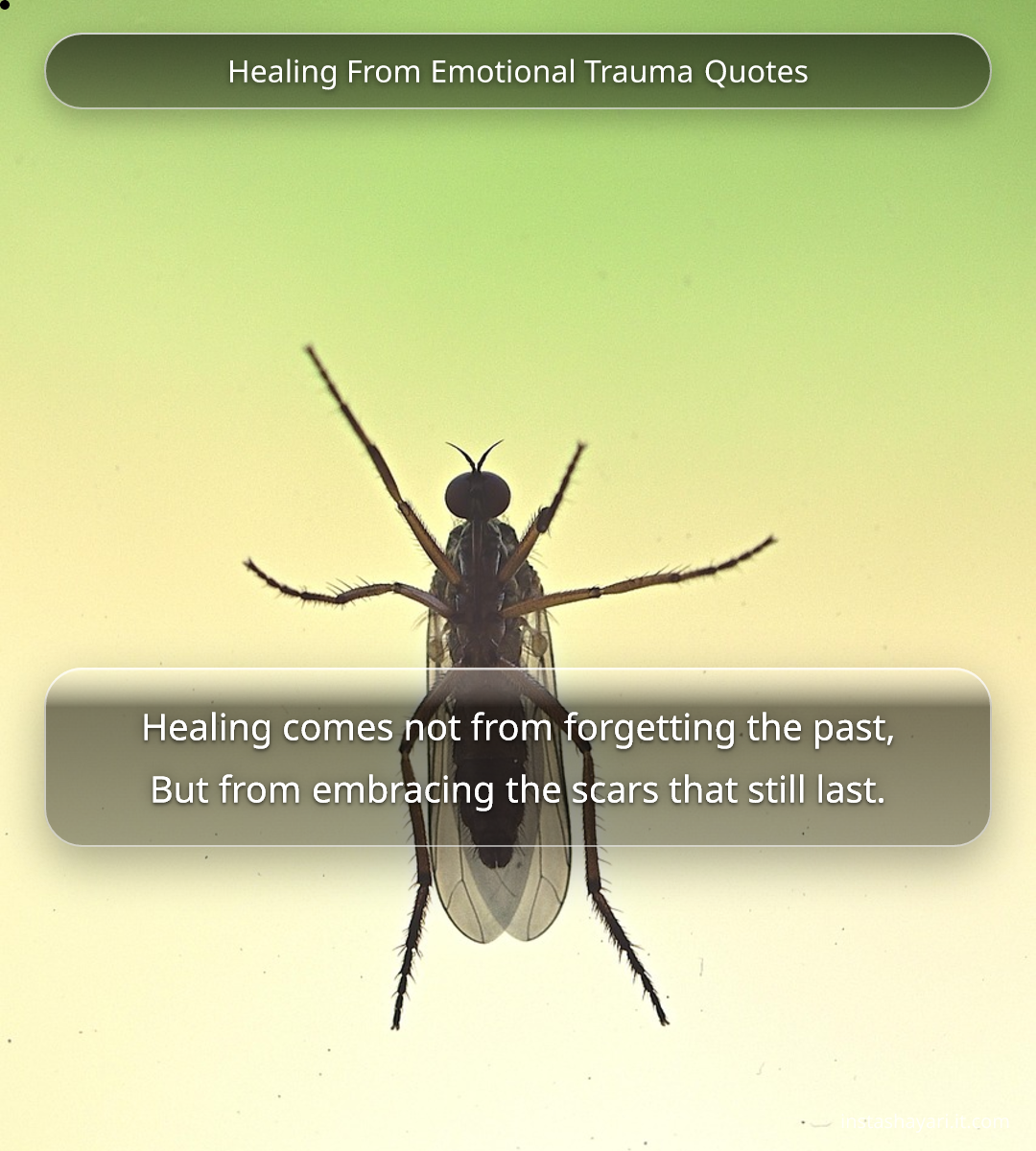 Healing From Emotional Trauma Quotes
