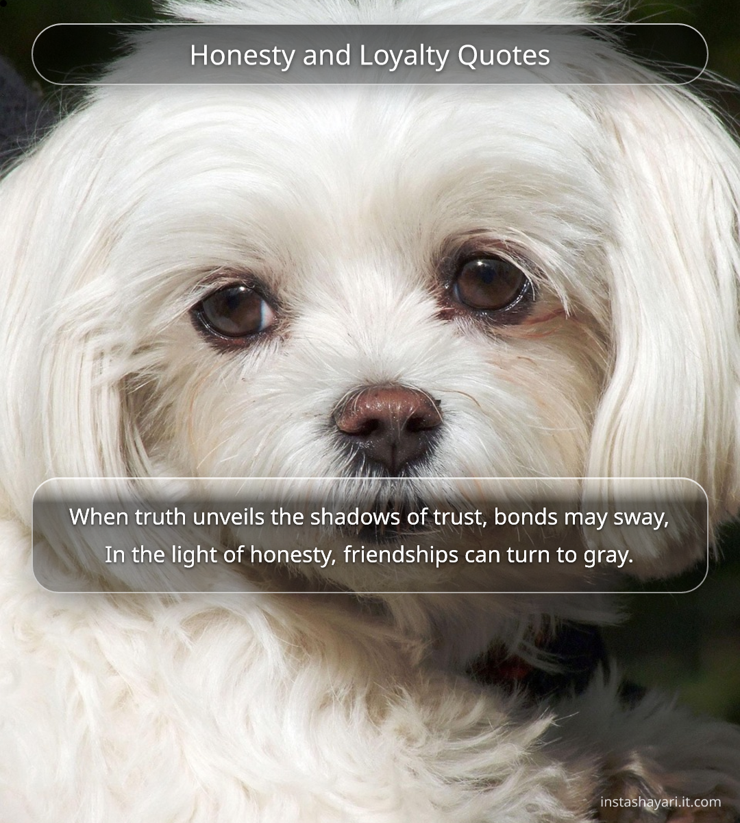 Honesty and Loyalty Quotes - honesty quotes
