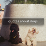 quotes about dogs