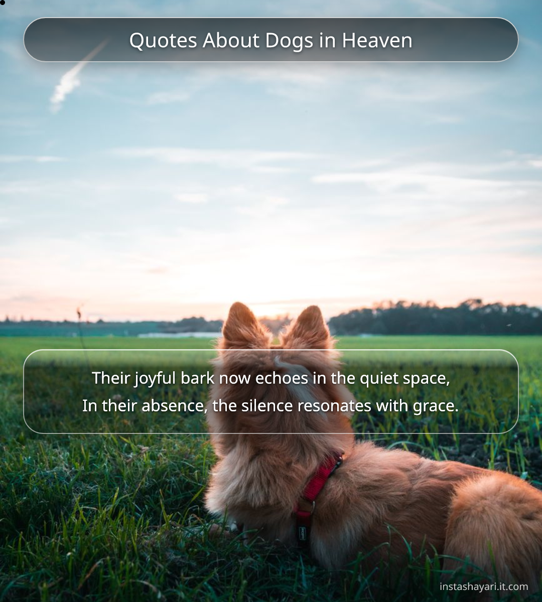 Quotes About Dogs in Heaven