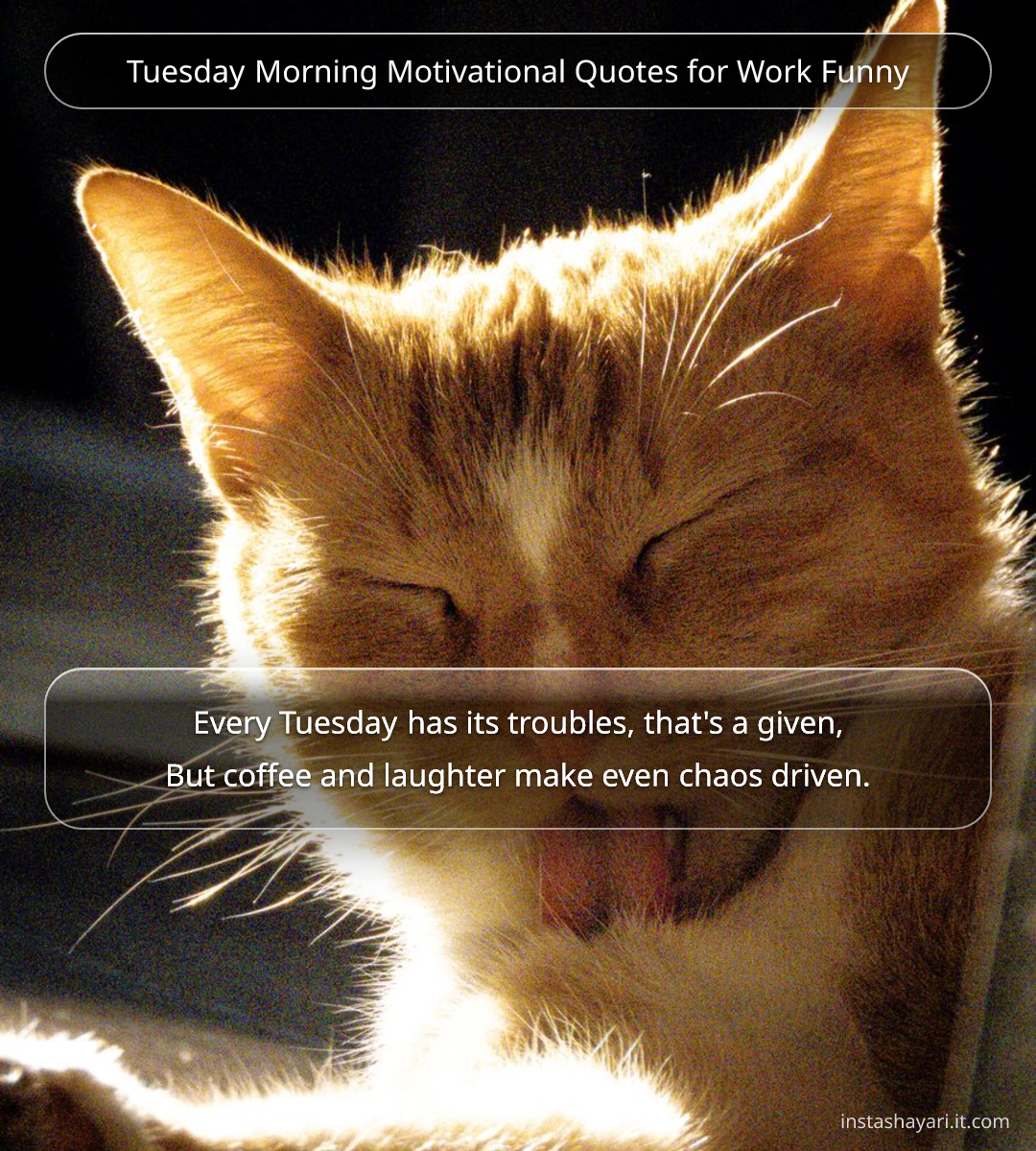 Tuesday Morning Motivational Quotes for Work Funny - tuesday quotes for work