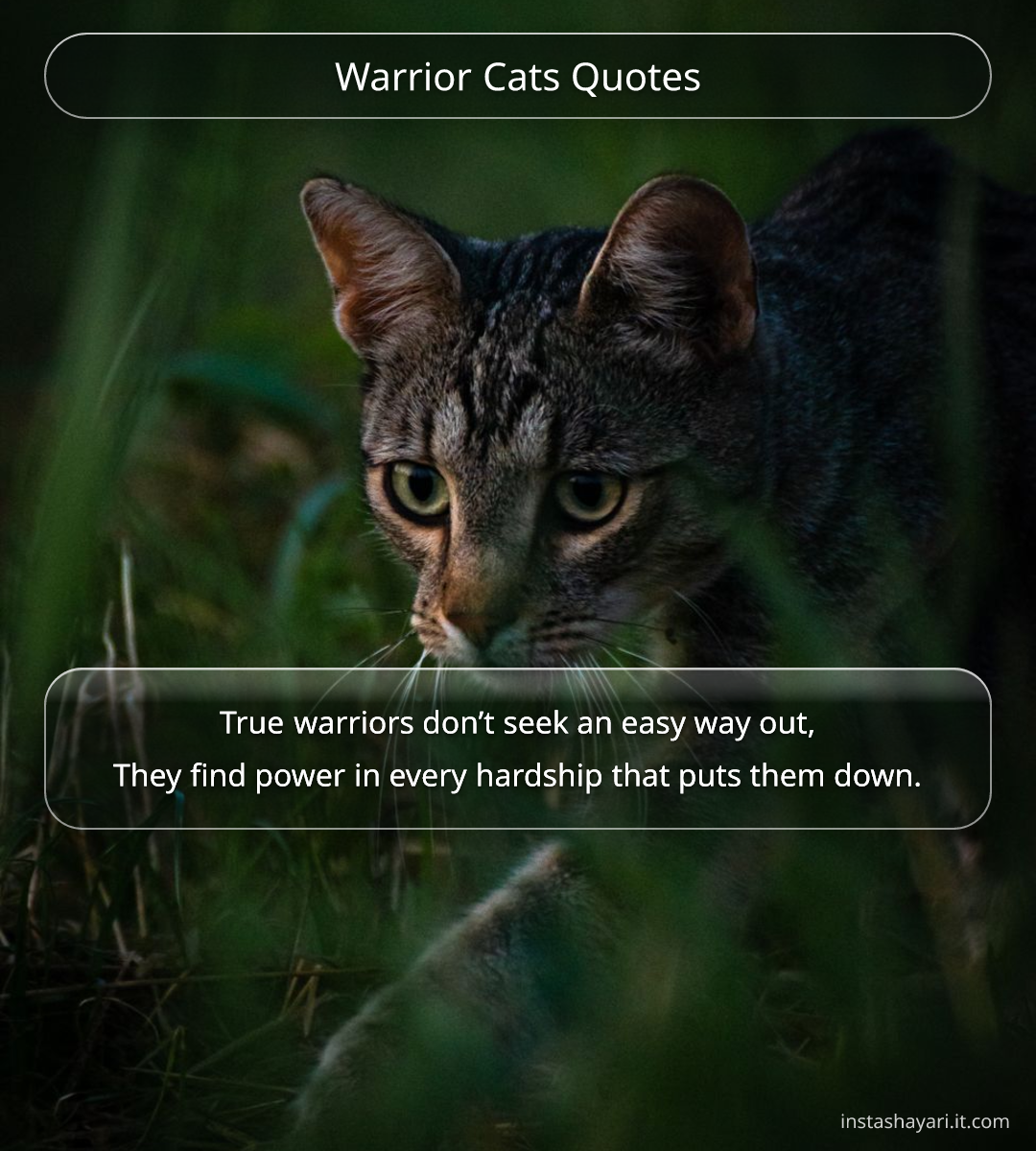 Warrior Cats Quotes - warrior quotes